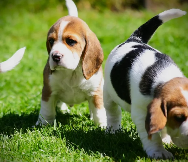 bellissimi cuccioli Beagle maschio e femmina inadozione | Foto 0