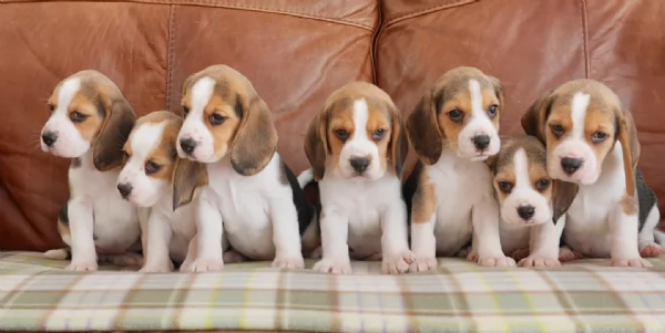 bellissimi cuccioli Beagle maschio e femmina inadozione
