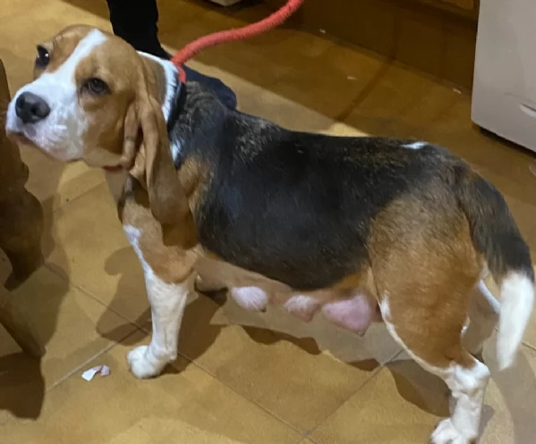 bellissimi cuccioli Beagle maschio e femmina inadozione | Foto 0