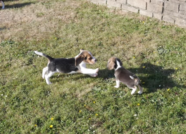 bellissimi cuccioli Beagle maschio e femmina inadozione | Foto 4