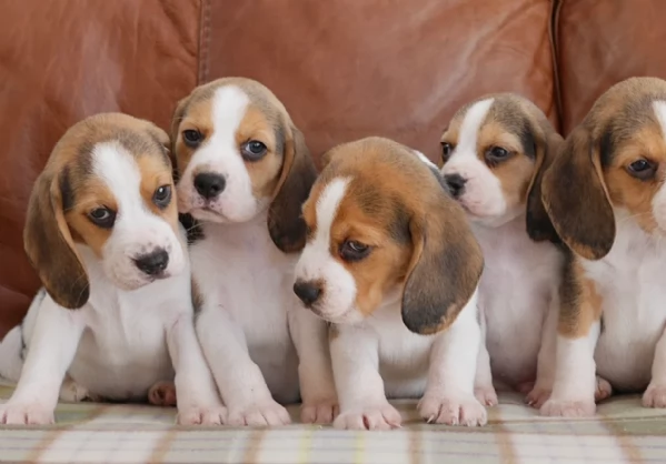 bellissimi cuccioli Beagle maschio e femmina inadozione | Foto 3