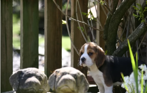 bellissimi cuccioli Beagle maschio e femmina inadozione | Foto 0