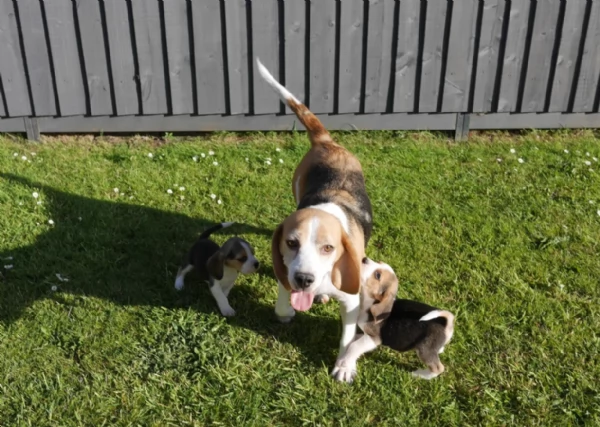 bellissimi cuccioli Beagle maschio e femmina inadozione | Foto 2