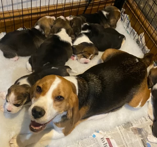 bellissimi cuccioli Beagle maschio e femmina inadozione | Foto 2