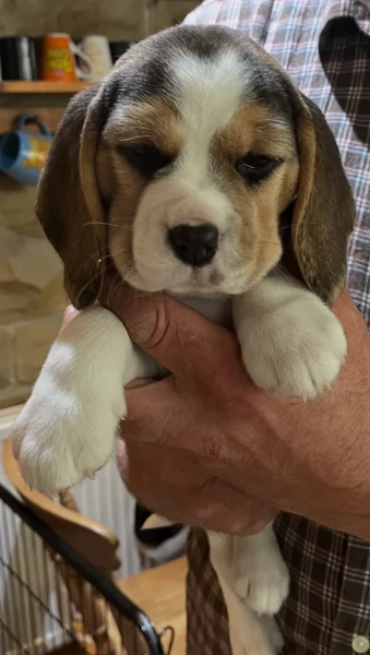 bellissimi cuccioli Beagle maschio e femmina inadozione | Foto 6