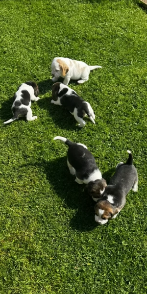 bellissimi cuccioli Beagle maschio e femmina inadozione | Foto 1