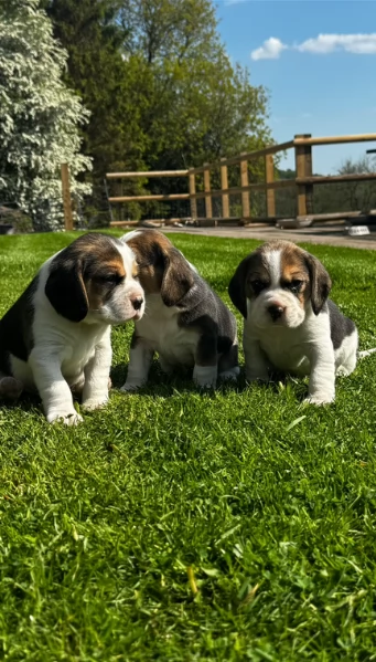 bellissimi cuccioli Beagle maschio e femmina inadozione | Foto 0