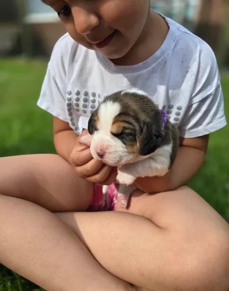 bellissimi cuccioli Beagle maschio e femmina inadozione | Foto 6