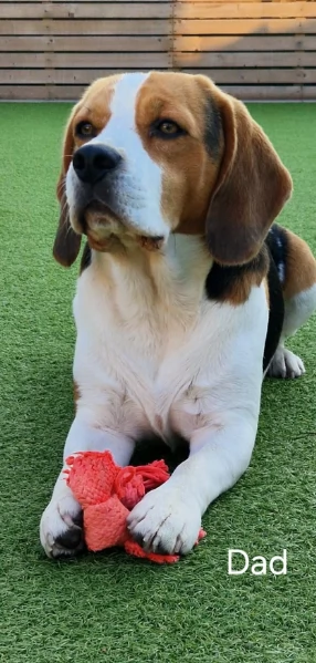 bellissimi cuccioli Beagle maschio e femmina inadozione | Foto 5