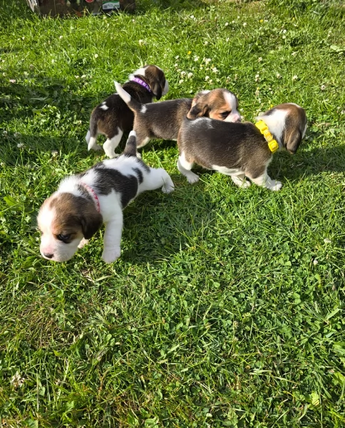 bellissimi cuccioli Beagle maschio e femmina inadozione | Foto 3