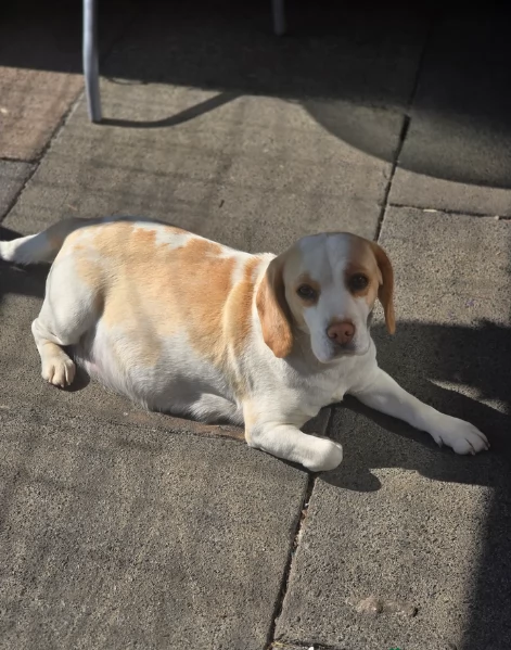 bellissimi cuccioli Beagle maschio e femmina inadozione | Foto 1