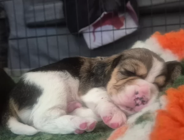 bellissimi cuccioli Beagle maschio e femmina inadozione | Foto 6