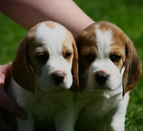 bellissimi cuccioli Beagle maschio e femmina inadozione | Foto 5