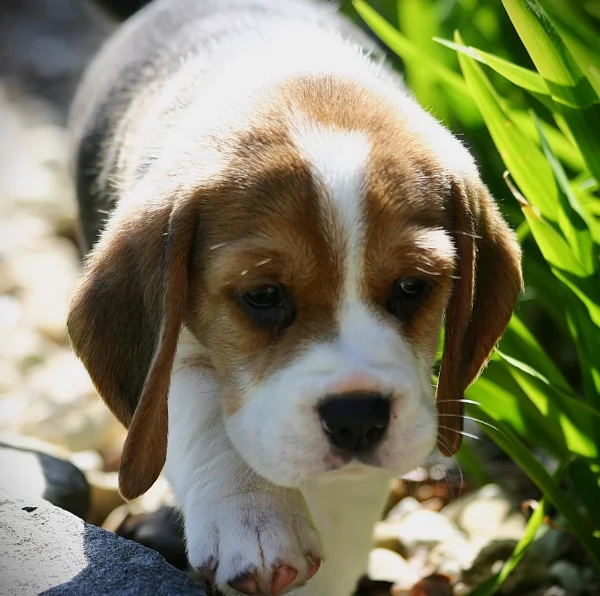 bellissimi cuccioli Beagle maschio e femmina inadozione | Foto 4