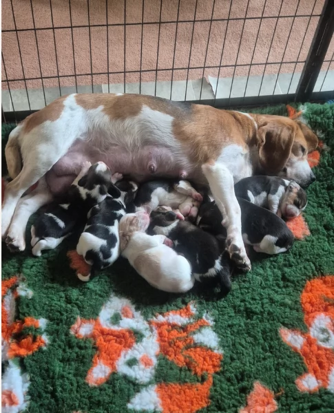 bellissimi cuccioli Beagle maschio e femmina inadozione | Foto 0