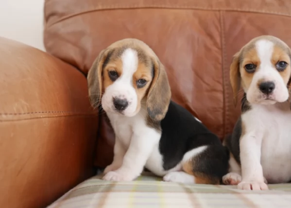 bellissimi cuccioli Beagle maschio e femmina inadozione | Foto 6