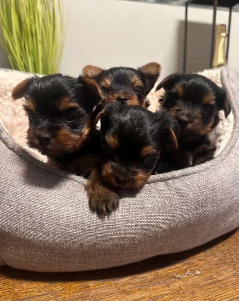 cucciolo di Yorkshire Terrier per adozione | Foto 0
