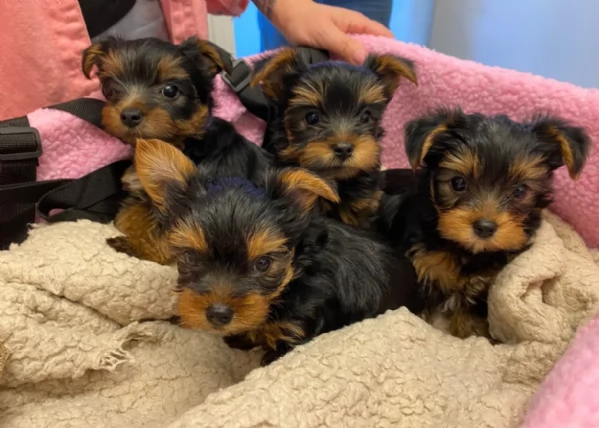 cucciolo di Yorkshire Terrier per adozione