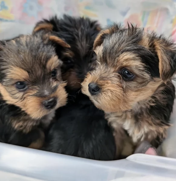 cucciolo di Yorkshire Terrier per adozione | Foto 1