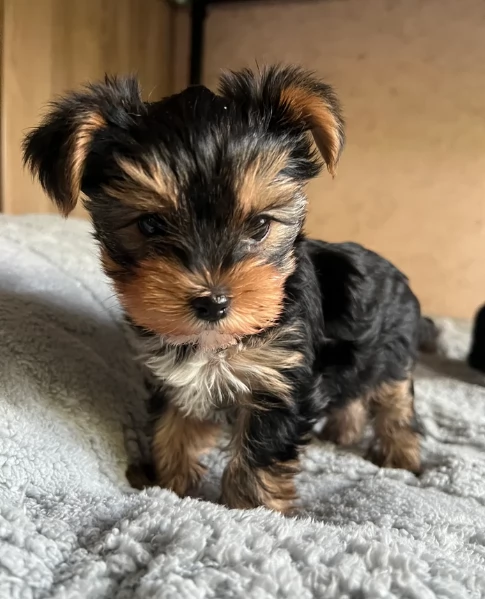 cucciolo di Yorkshire Terrier per adozione | Foto 1