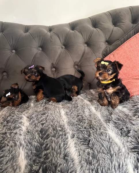cucciolo di Yorkshire Terrier per adozione