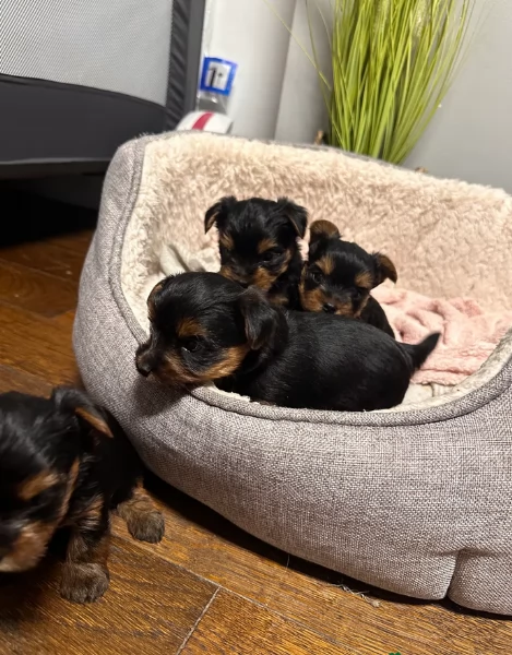 cucciolo di Yorkshire Terrier per adozione | Foto 15