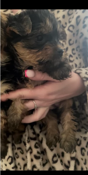 cucciolo di Yorkshire Terrier per adozione | Foto 14