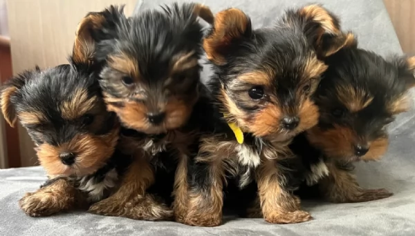 cucciolo di Yorkshire Terrier per adozione | Foto 11
