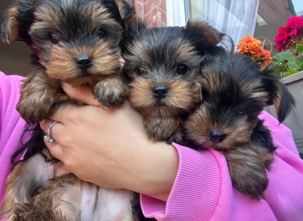 cucciolo di Yorkshire Terrier per adozione | Foto 9