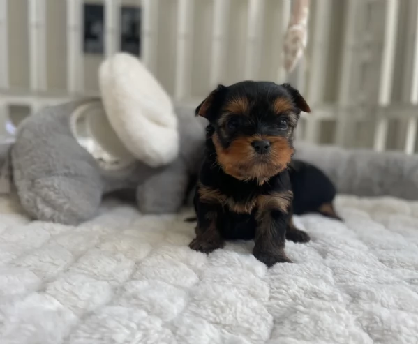 cucciolo di Yorkshire Terrier per adozione | Foto 0