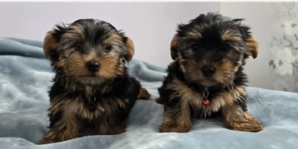 cucciolo di Yorkshire Terrier per adozione