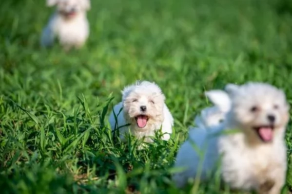 cucciolo di Maltese toy per adozione | Foto 3