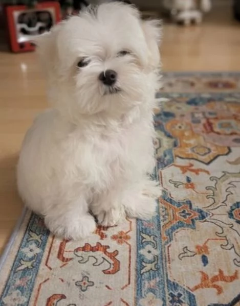 cucciolo di Maltese toy per adozione | Foto 4