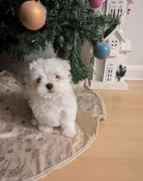cucciolo di Maltese toy per adozione | Foto 3