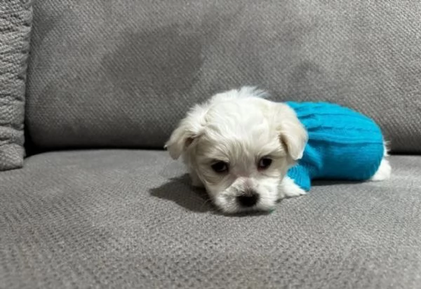 cucciolo di Maltese toy per adozione | Foto 4