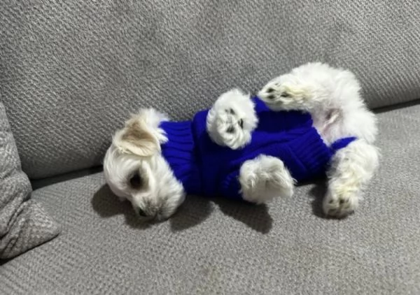 cucciolo di Maltese toy per adozione | Foto 1