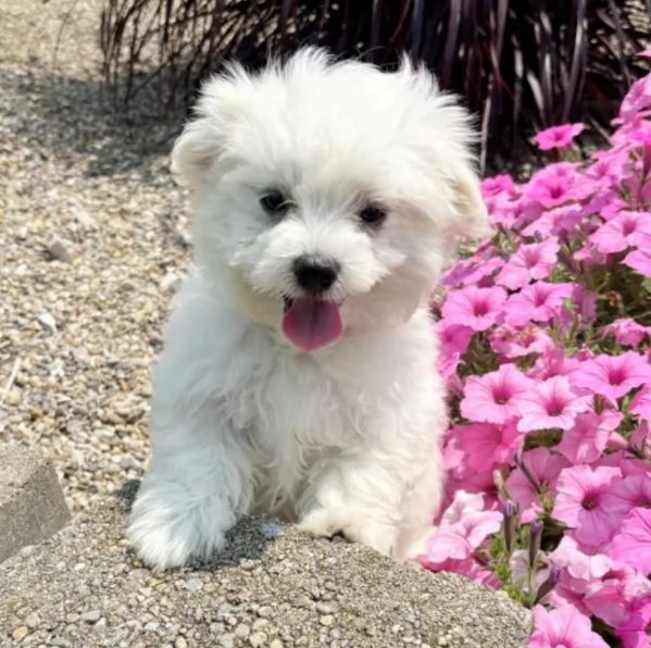 cucciolo di Maltese toy per adozione | Foto 0
