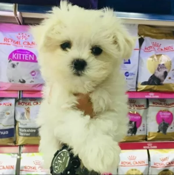cucciolo di Maltese toy per adozione | Foto 4