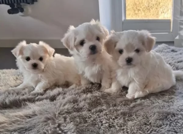 cucciolo di Maltese toy per adozione | Foto 3