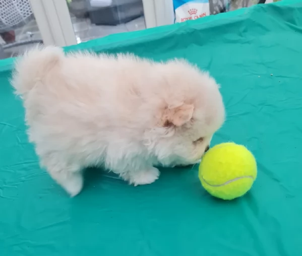 cucciolo di Pomerania toy per adozione | Foto 1