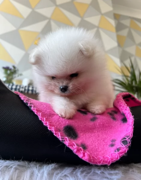 cucciolo di Pomerania toy per adozione | Foto 3