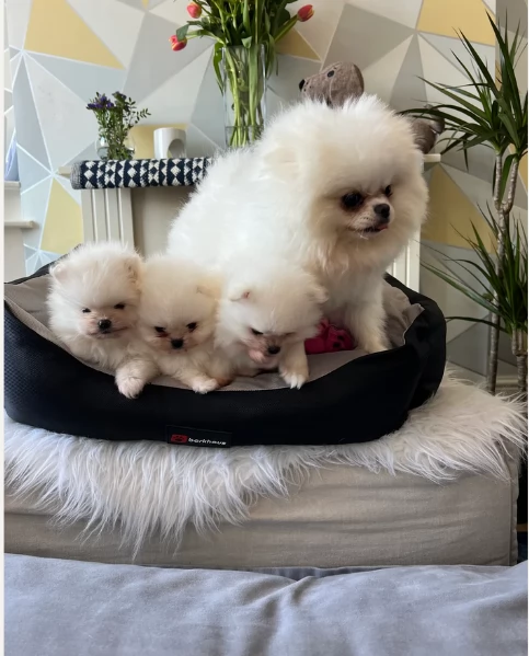 cucciolo di Pomerania toy per adozione | Foto 1