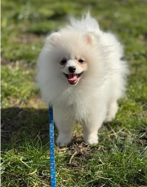 cucciolo di Pomerania toy per adozione | Foto 6