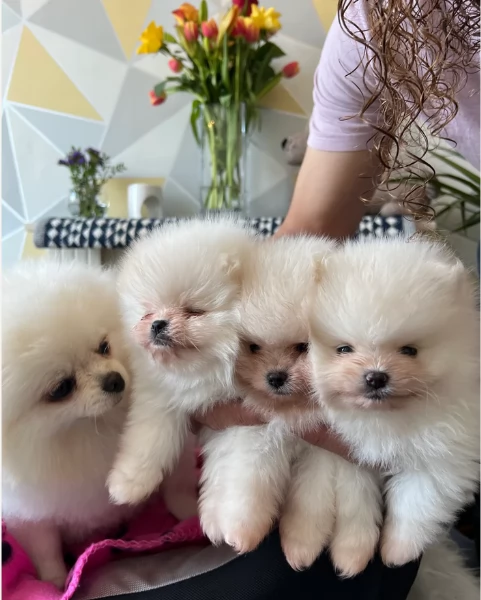 cucciolo di Pomerania toy per adozione
