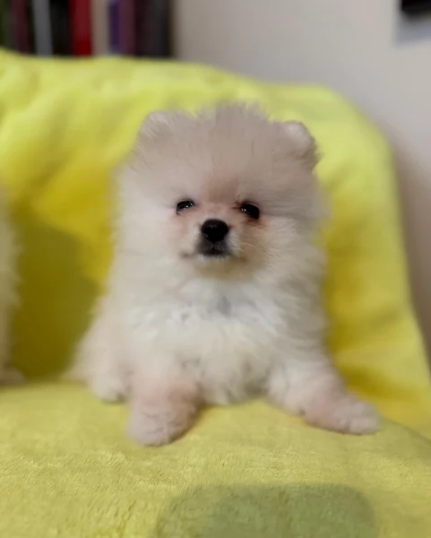cucciolo di Pomerania toy per adozione | Foto 2