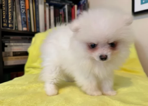 cucciolo di Pomerania toy per adozione | Foto 0