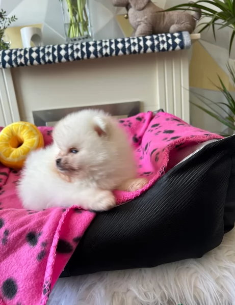 cucciolo di Pomerania toy per adozione | Foto 6