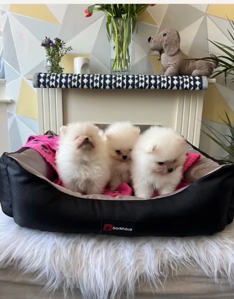 cucciolo di Pomerania toy per adozione | Foto 5