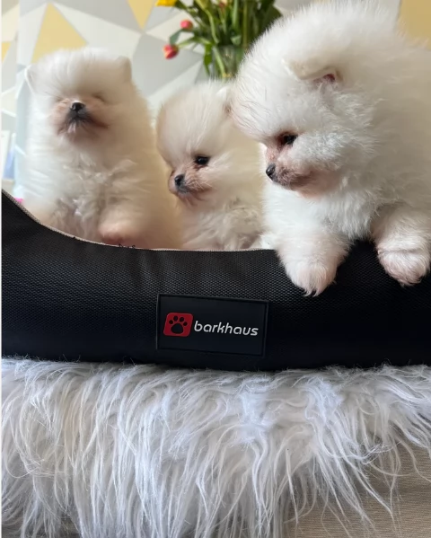 cucciolo di Pomerania toy per adozione | Foto 4