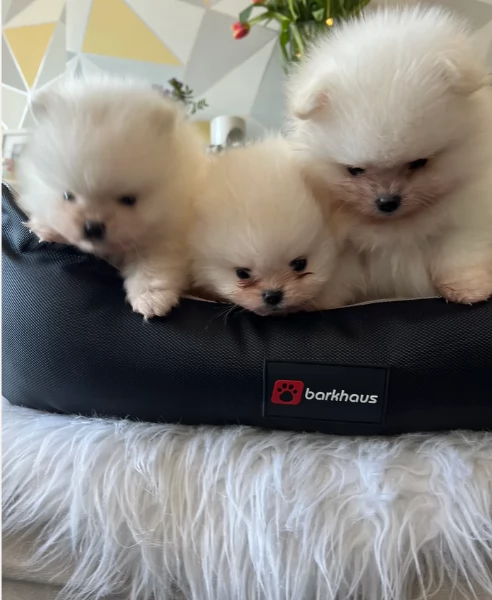 cucciolo di Pomerania toy per adozione | Foto 3